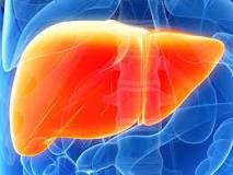 Liver